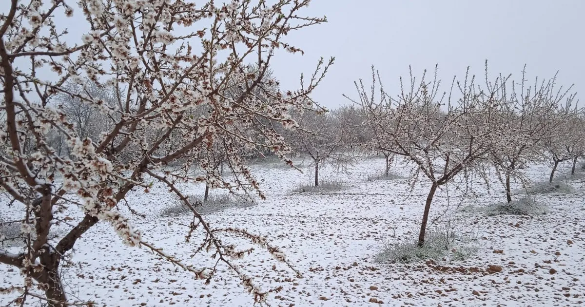 Фруктоводы сталкиваются с рисками поздних заморозков