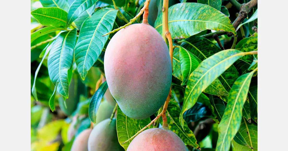 Ливни в Бразилии замедлили сбор манго в полузасушливых садах