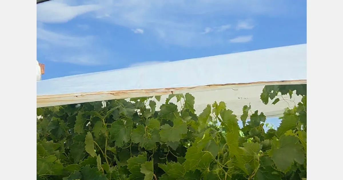 Ливни в Sunraysia: за двое суток выпала «годовая» норма осадков