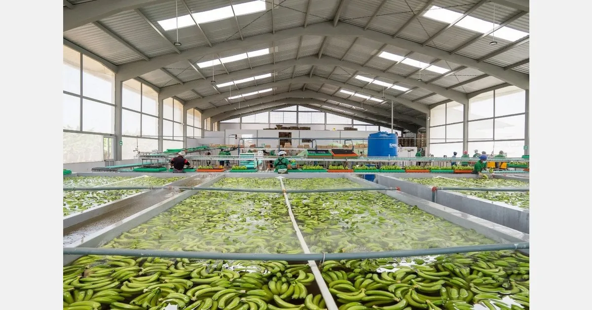 Логистика бананов: конфликт на Ближнем Востоке бьет по экспорту