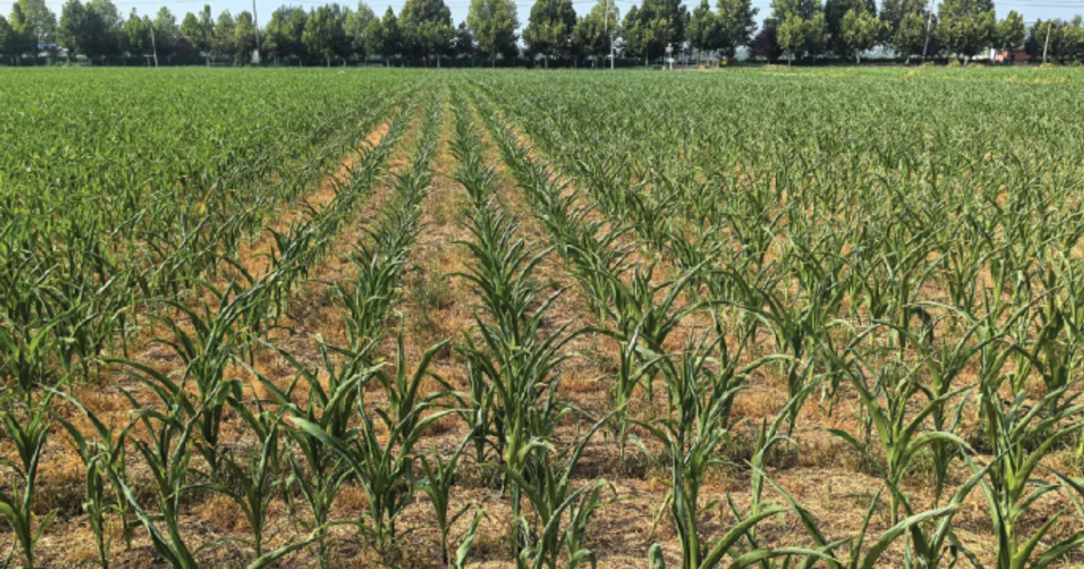 Локальные пороги потерь урожая для точного управления рисками