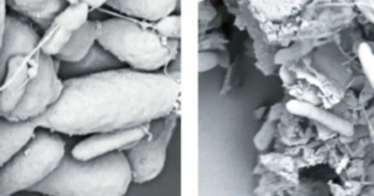 Новый взгляд на стимуляторы роста животных