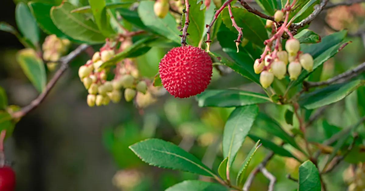 Мango в Малде растет, а личи ухудшаются