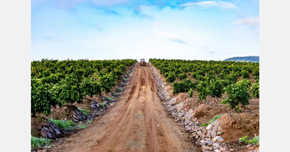 Мандарины Испании: сезон 2025 под давлением импорта и климата