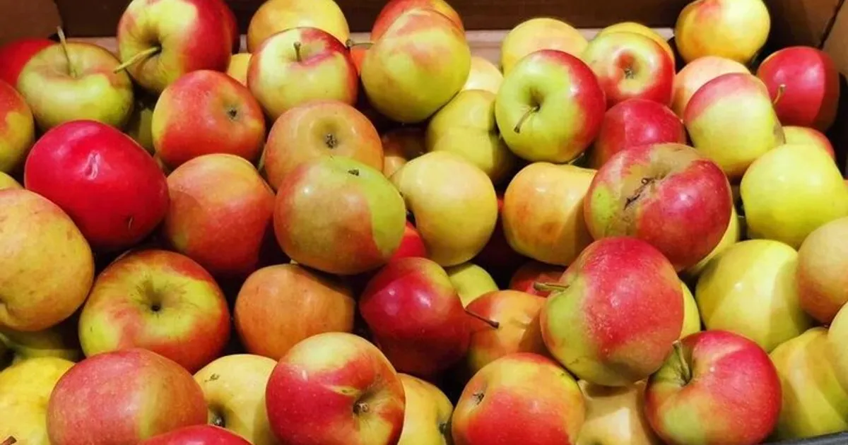 Местные яблоки снижают углеродный след и улучшают контроль качества
