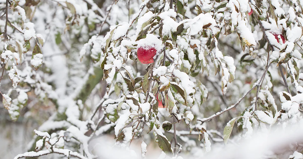 Снегопады в марте защитили сады Мичигана от морозов