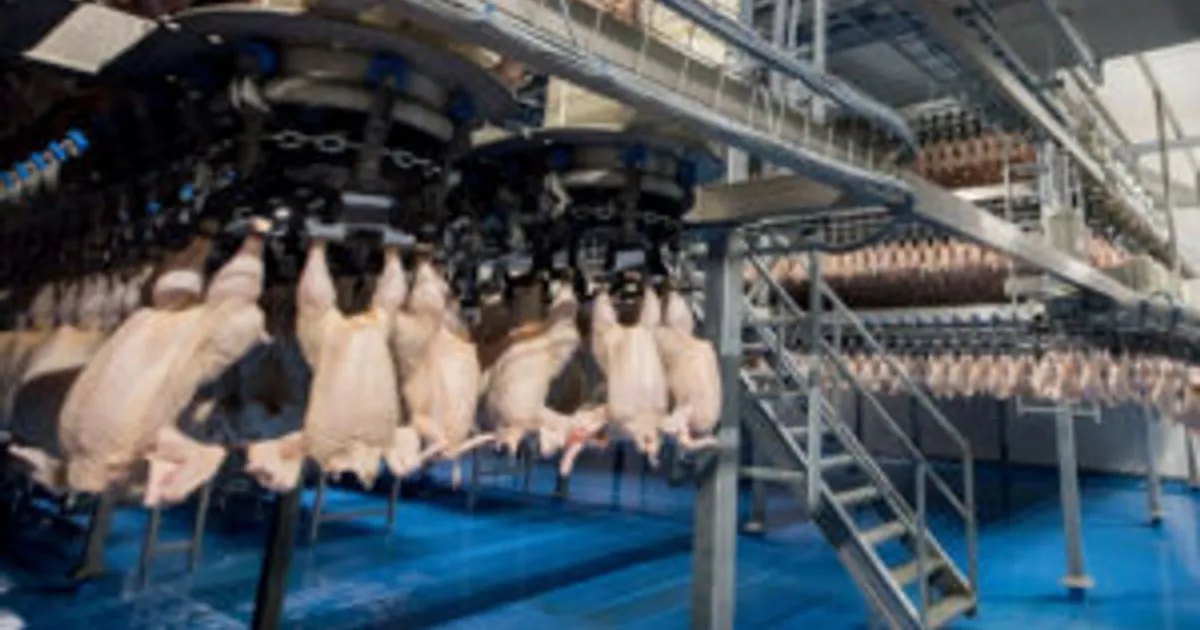 Бум птицеводства на Ближнем Востоке: шанс для ЕС