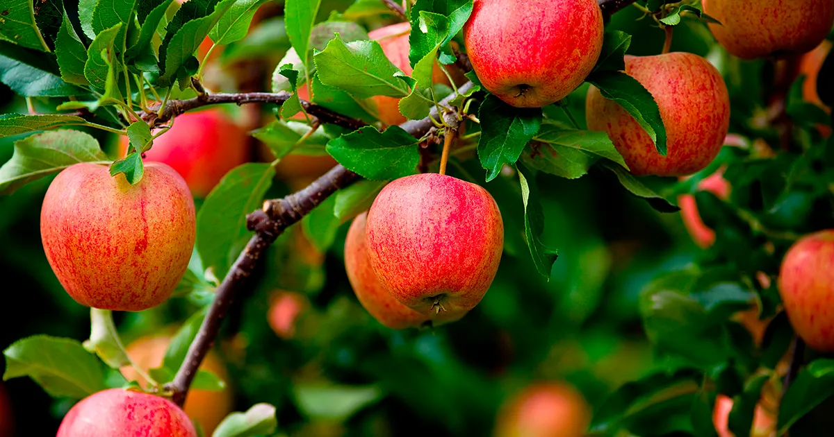 Мягкая зима может ускорить сезон фруктов в Оканагане