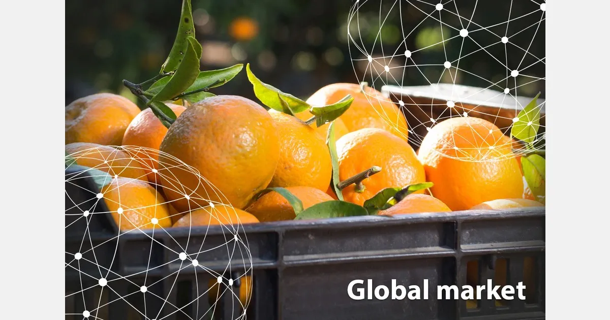 Мировой рынок мандаринов: погода в Европе и экспорт Турции