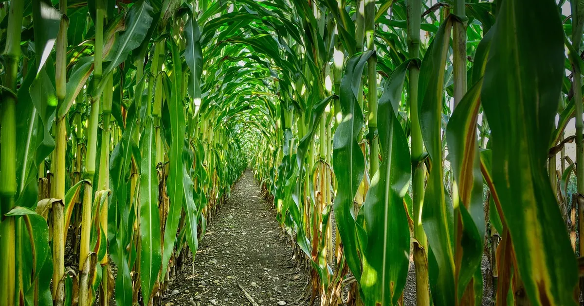 Модель оценивает ущерб от заморозков кукурузе в Бразилии в 2021