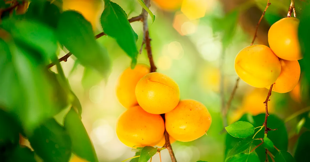 Фруктовый сектор Молдовы под давлением климата и ресурсов