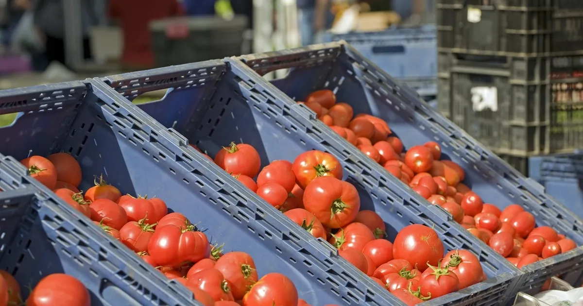 Марокко субсидирует экспорт томатов за пределы Европы