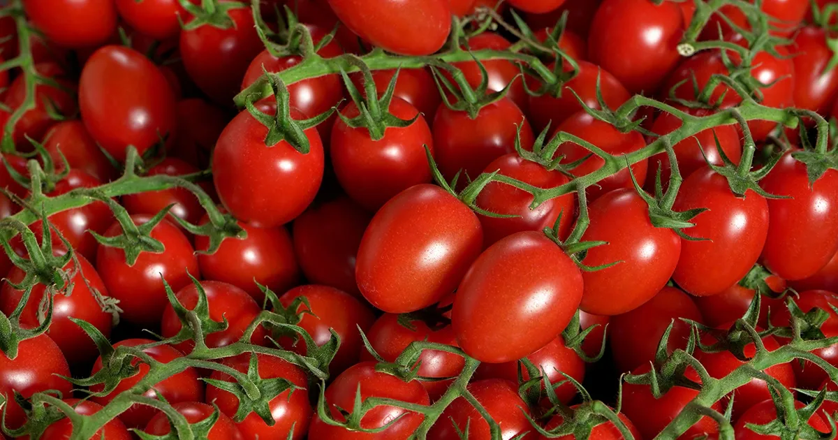 Марокко удержало 70,6% поставок томатов в ЕС: итоги сезона
