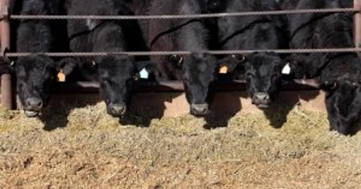 Микотоксины: угроза для кормов по-прежнему высока