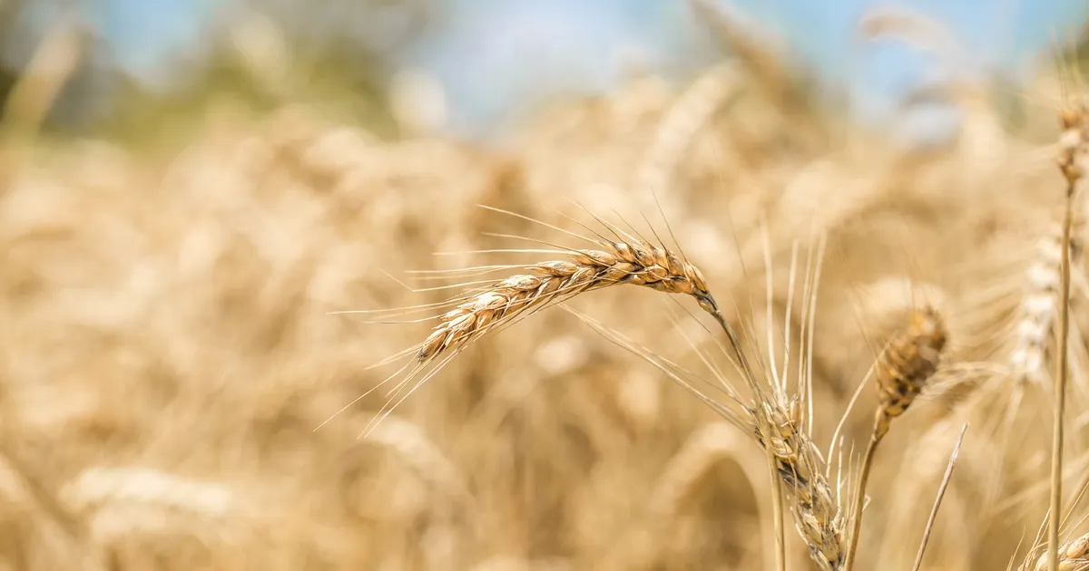 Экспорт пшеницы из Ростовской области в 2026 году вырос на четверть