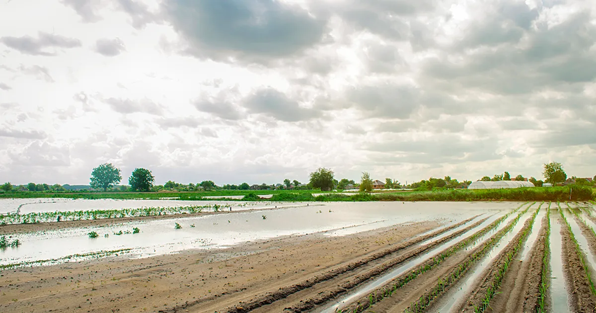 Урожай лука в Индии снизился на 12–15% из-за дождей