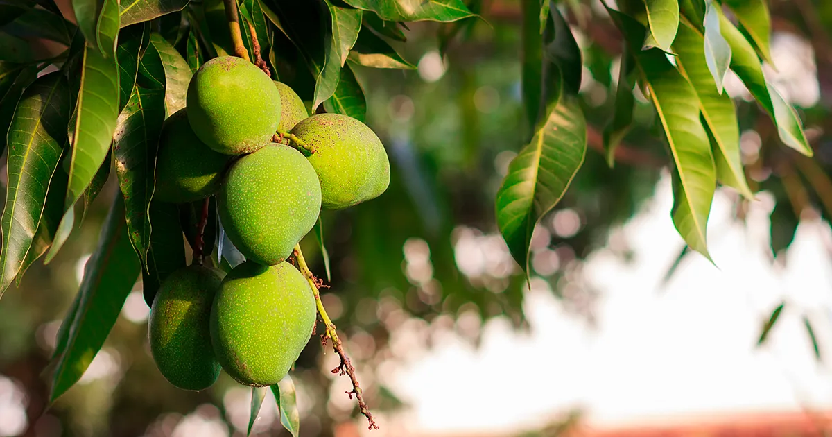 Производство манго в Непале под угрозой из-за засухи