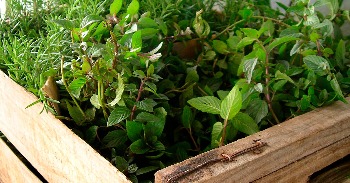 Экспорт лекарственных трав из Непала вырос на 33% за семь месяцев