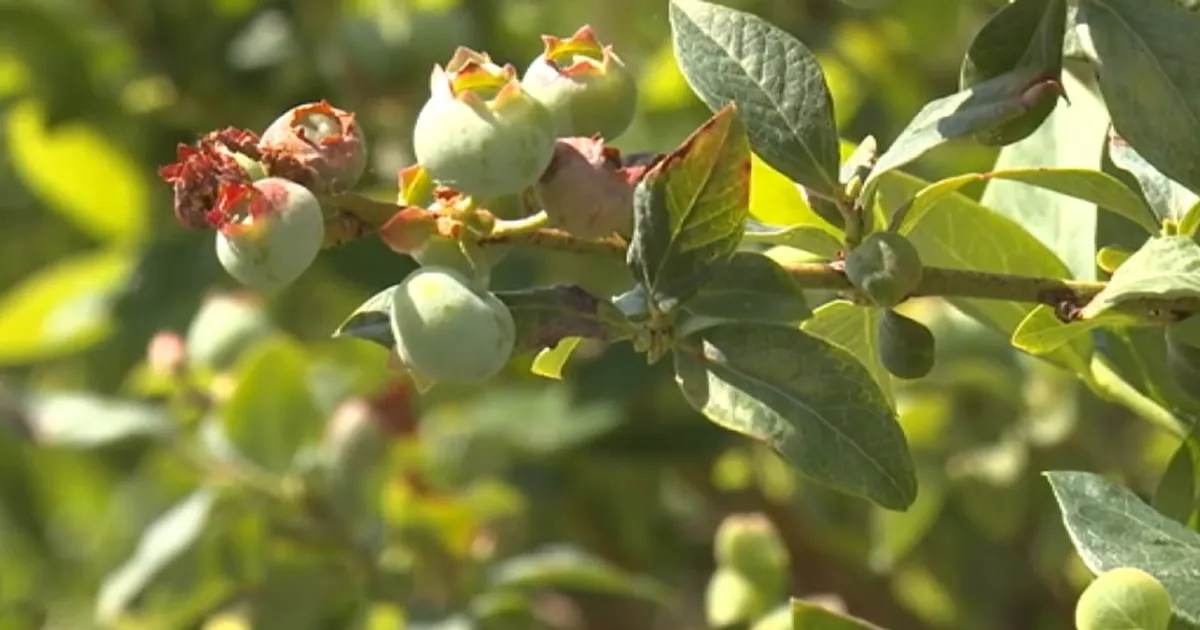 Голубичные фермеры в северной Флориде сообщают о потерях урожая из-за зимних морозов