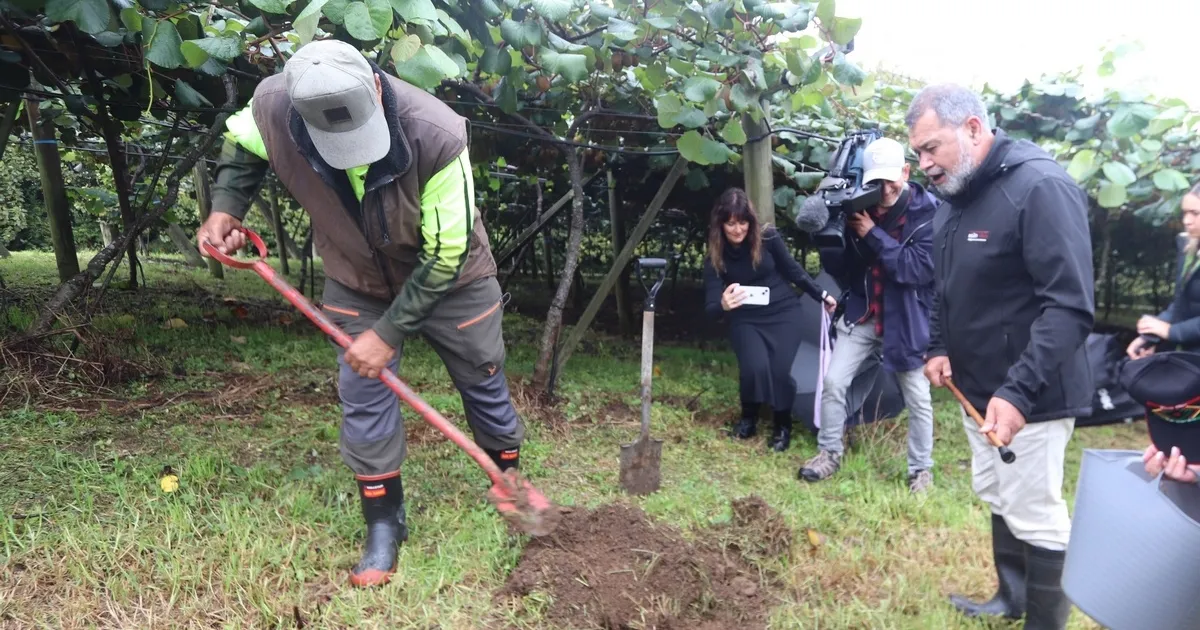 Новозеландская область Northland делает ставку на инфраструктуру и сектор киви