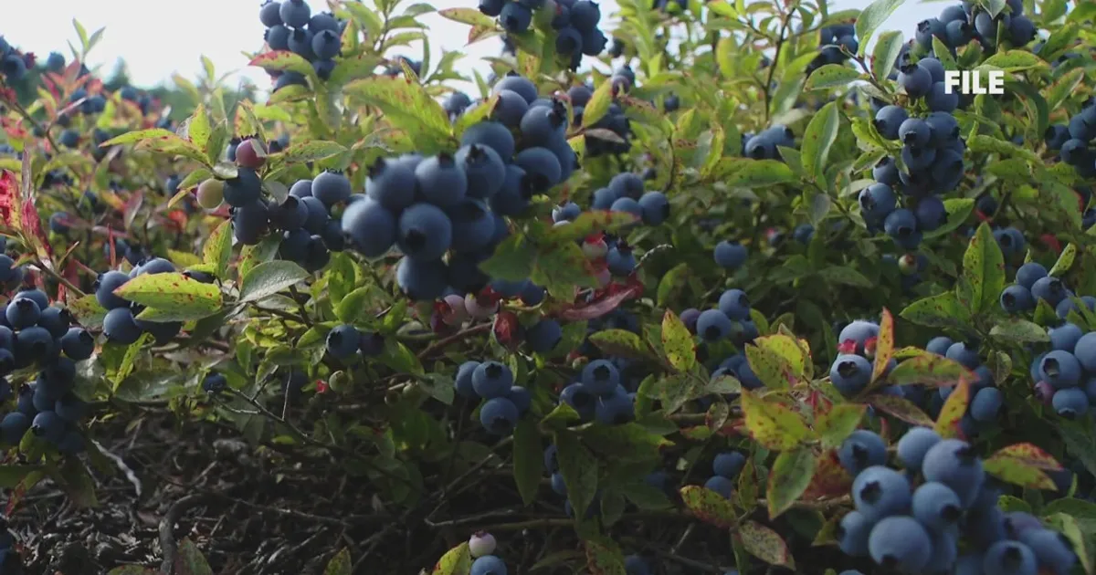 Жители Северпорта против строительства курорта на плантации черники