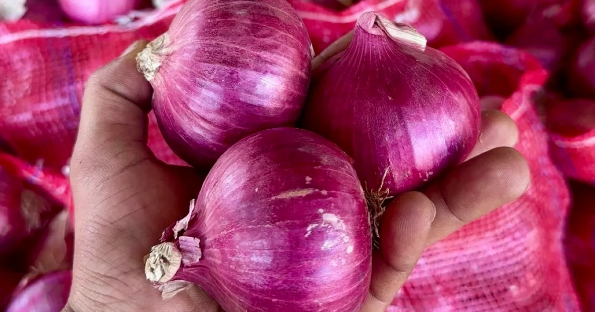 Лук из Йемена, Судана и Пакистана заменяет индийский в Персидском заливе