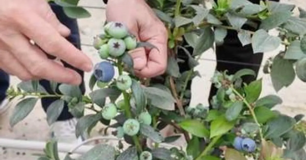 Черника в Китае: от деликатеса к массовому продукту