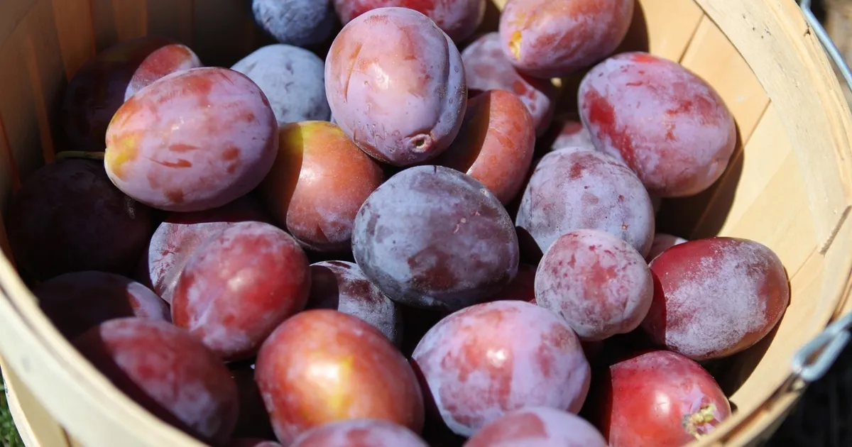 Сельское хозяйство Калужской области выросло на 4%