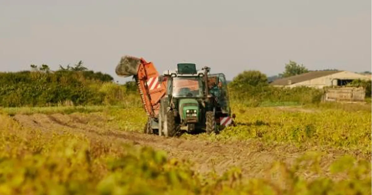 Нормоутиерские картофелины обещают оживить рынок