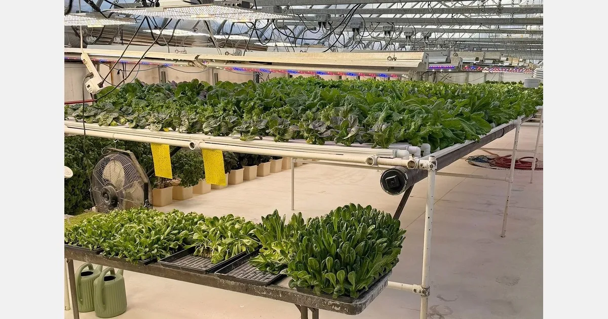 Овощи в мороз: как на Аляске выращивают зелень при −40 °C