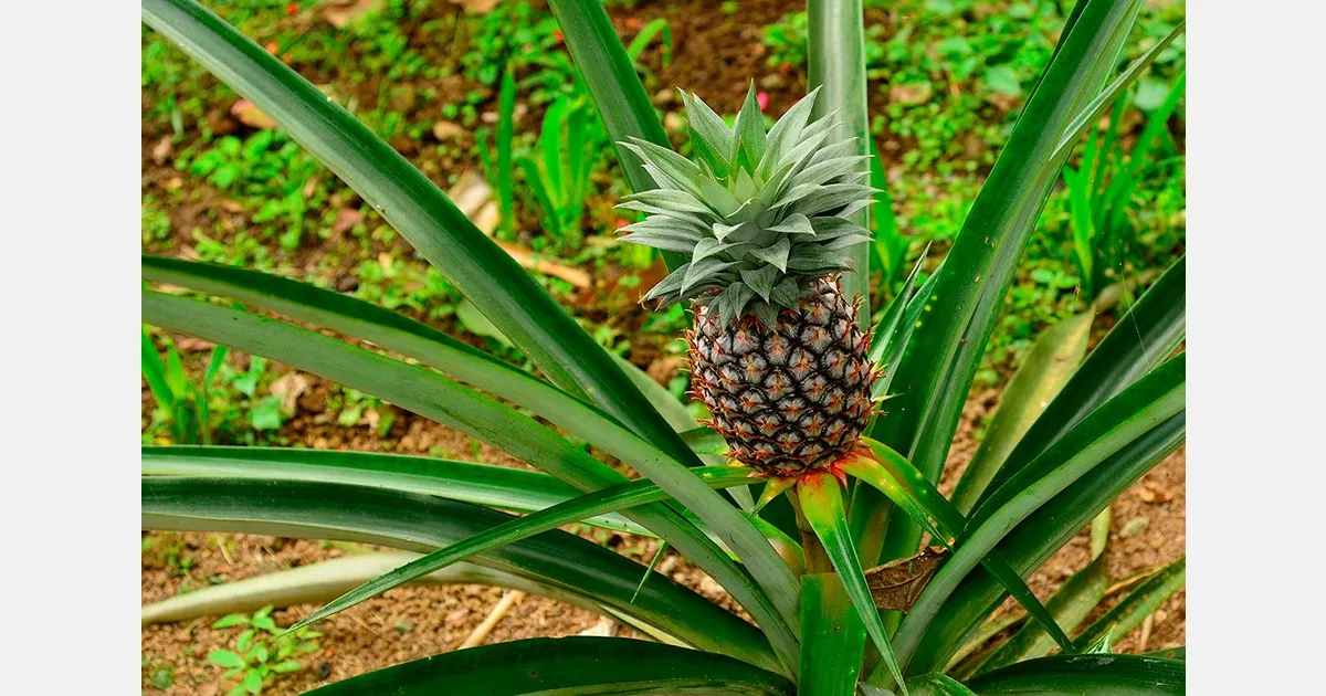 Помогаем фермерам: как климат влияет на качество ананасов в Австралии
