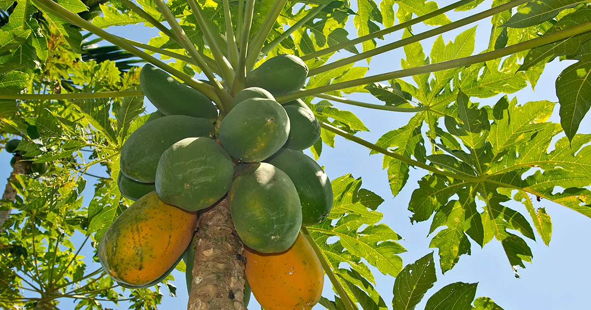 Цены на папайю в Бразилии достигли рекордного уровня