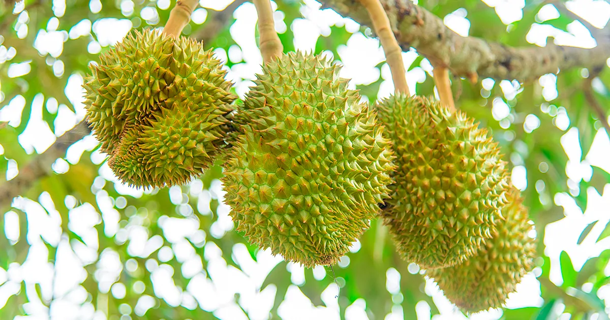Сезон дурианов в Пенанге начнётся раньше из-за засухи