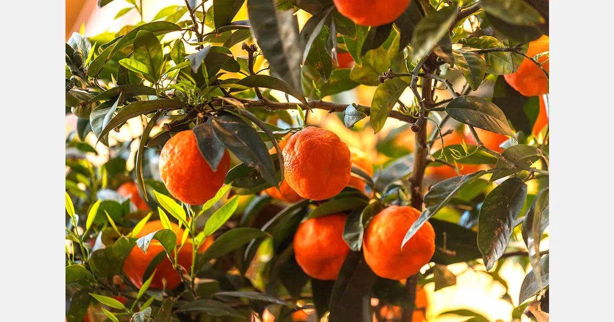 Перуанские мандарины: рынок делает ставку на качество, не рост