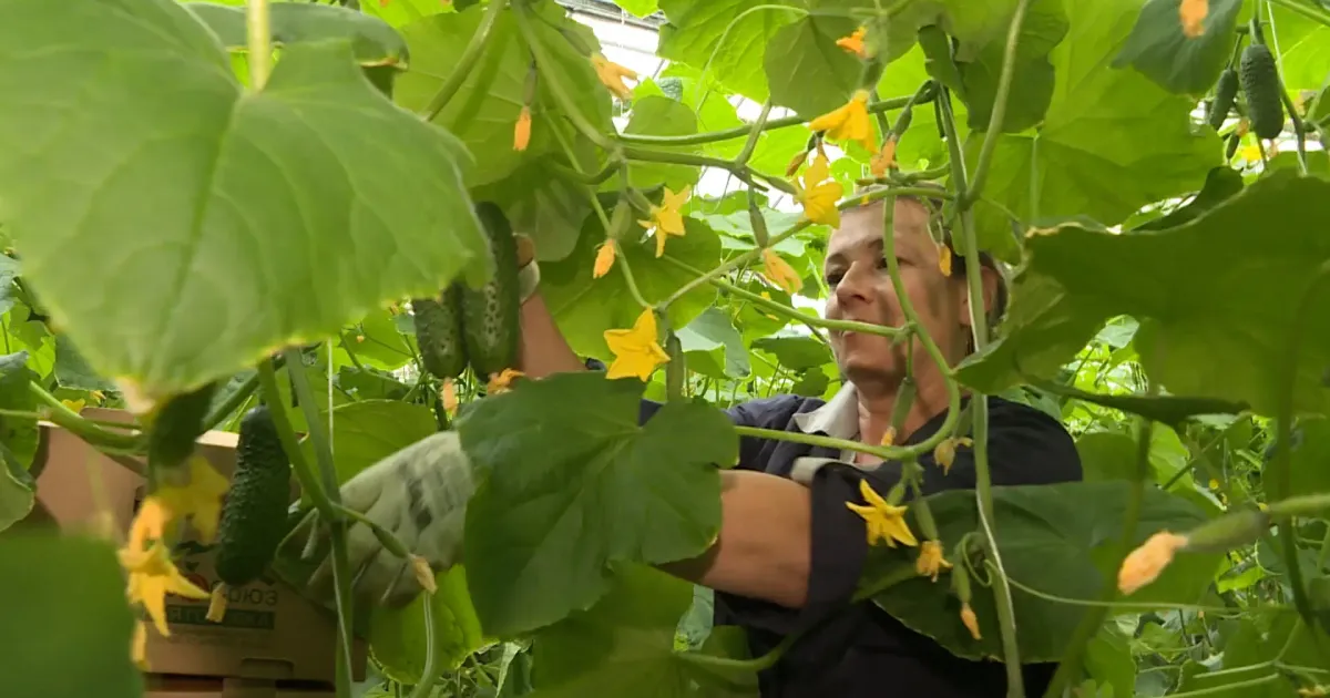 Первый урожай огурцов в 2026 году начали собирать в теплицах Севастополя