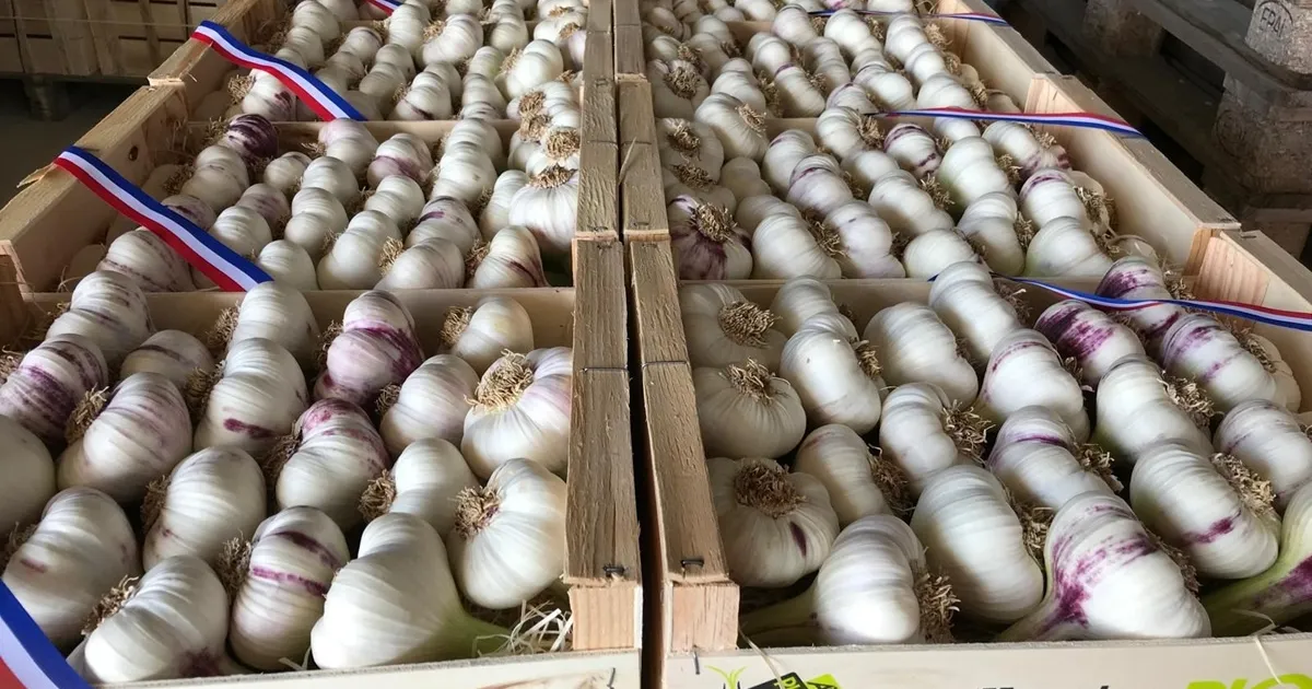 Чеснок из Пиоленка: секрет продления сезона во Франции