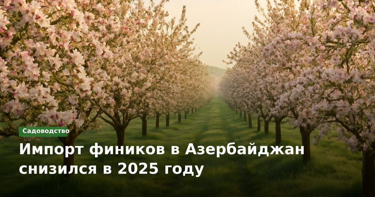 Импорт фиников в Азербайджан снизился в 2025 году