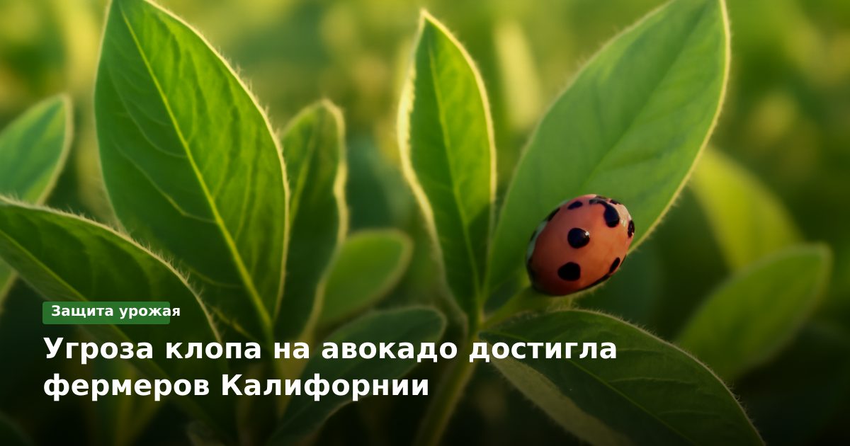 Угроза клопа на авокадо достигла фермеров Калифорнии
