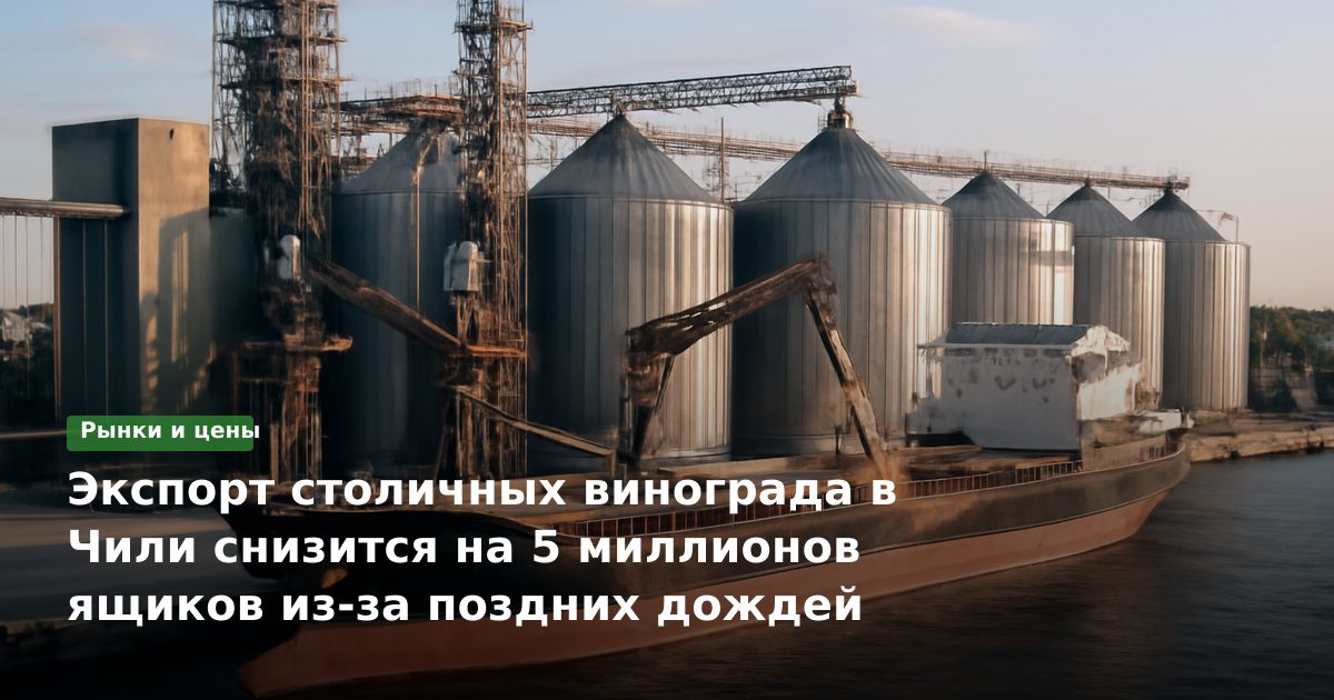 Экспорт столичных винограда в Чили снизится на 5 миллионов ящиков из-за поздних дождей