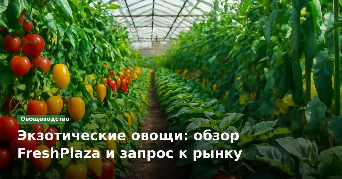 Экзотические овощи: обзор FreshPlaza и запрос к рынку