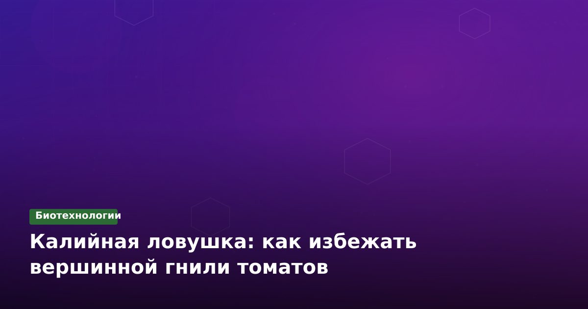 Вершинная гниль томатов: калийный дисбаланс и решения