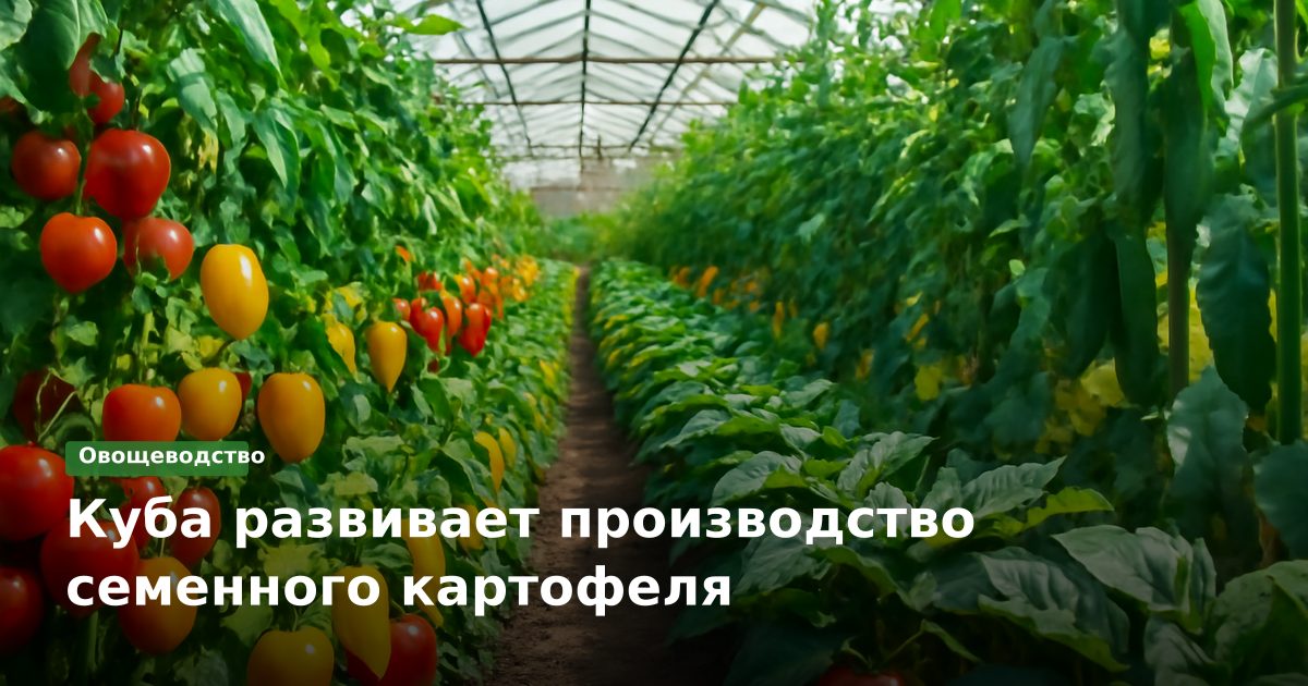 Куба развивает производство семенного картофеля