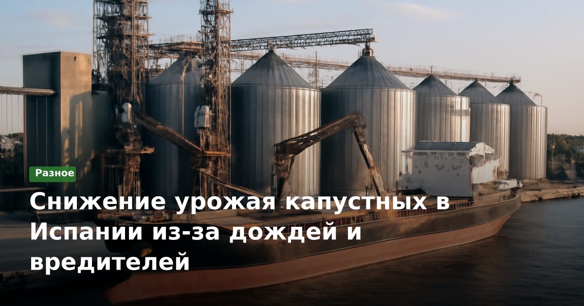 Снижение урожая капустных в Испании из-за дождей и вредителей