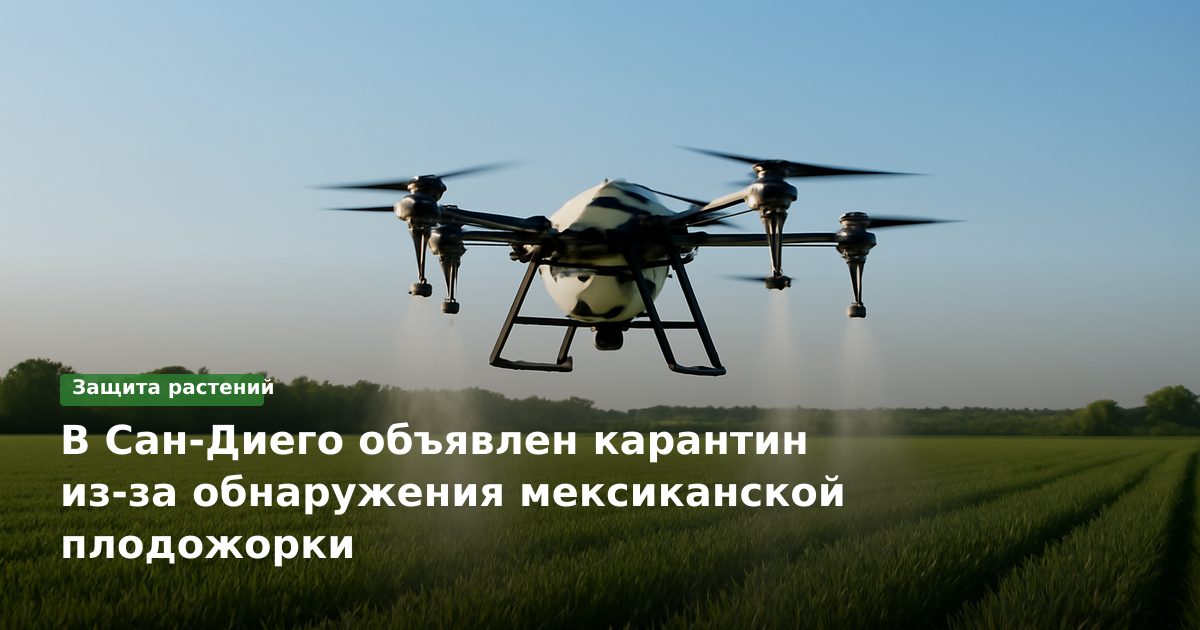В Сан-Диего объявлен карантин из-за обнаружения мексиканской плодожорки