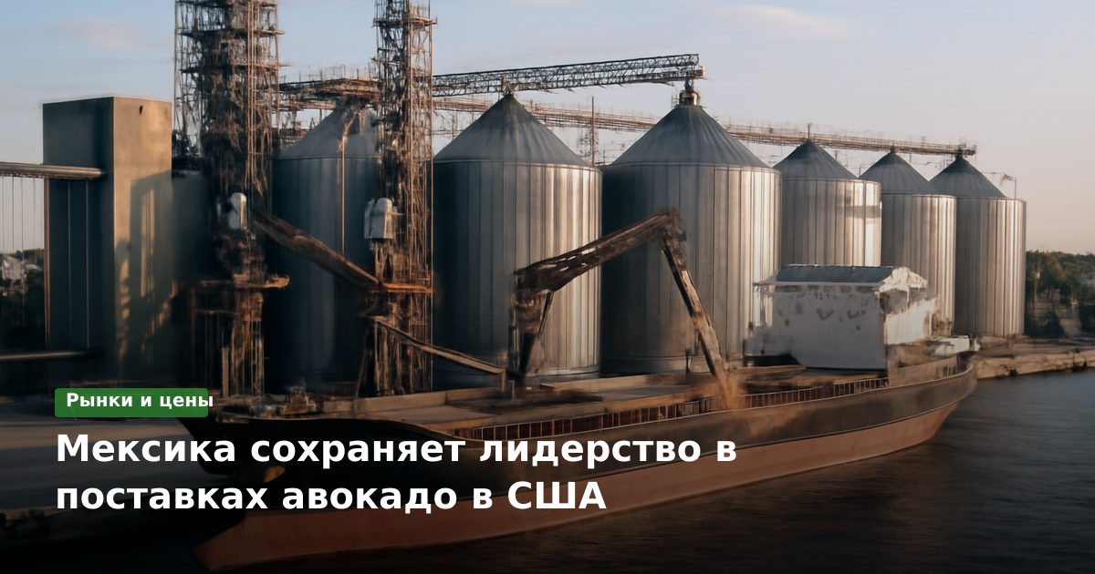 Мексика сохраняет лидерство в поставках авокадо в США