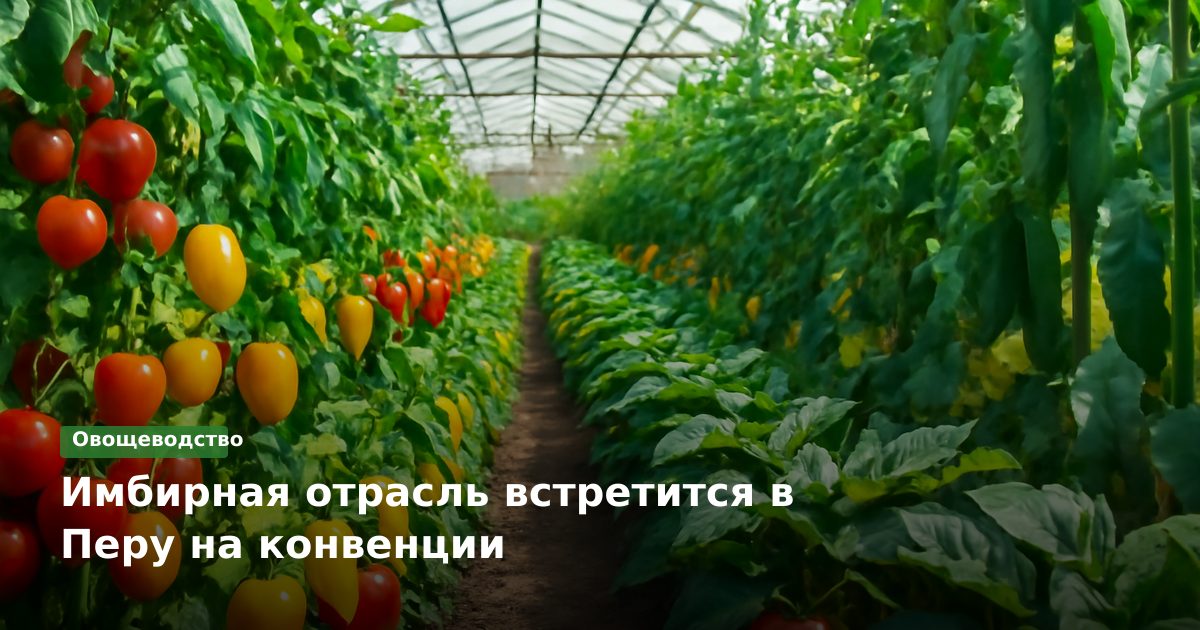 Имбирная отрасль встретится в Перу на конвенции