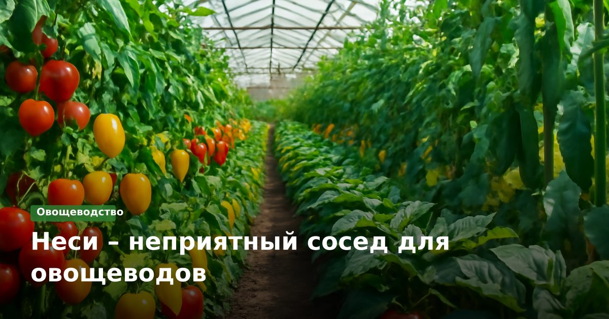 Неси – неприятный сосед для овощеводов