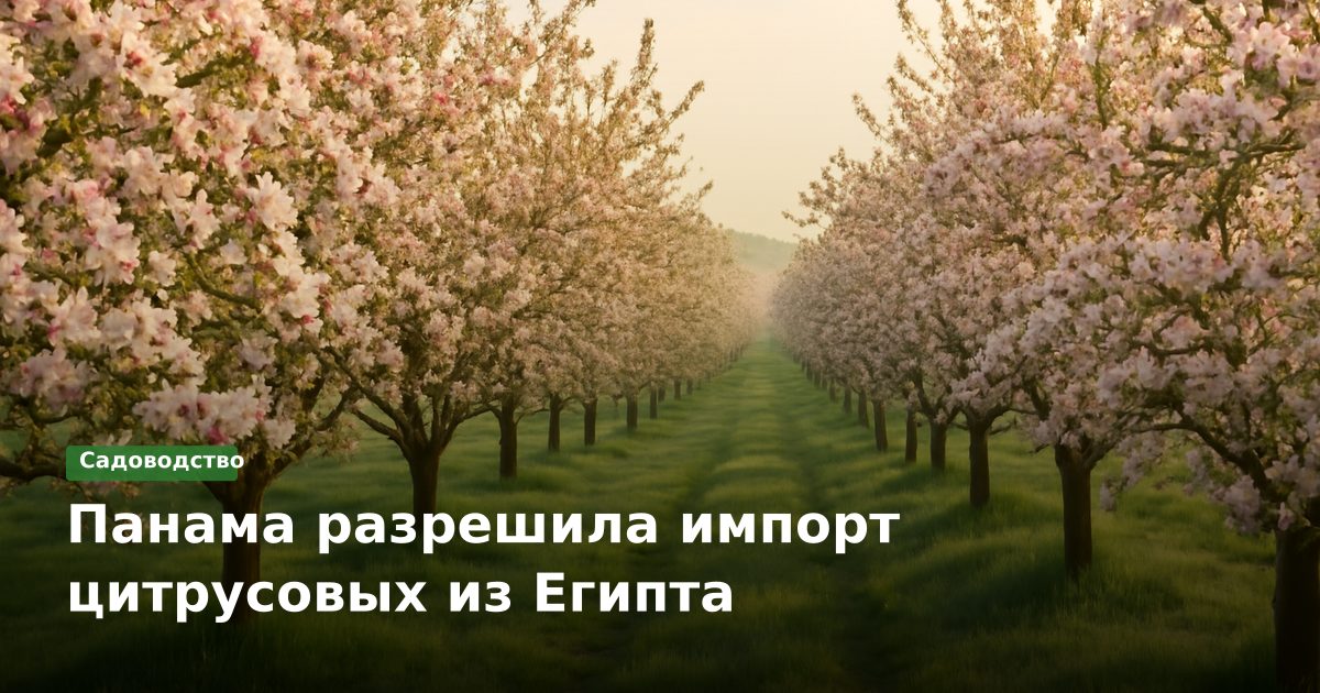 Панама разрешила импорт цитрусовых из Египта