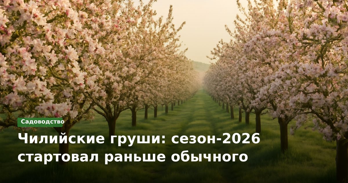 Чилийские груши: сезон-2026 стартовал раньше обычного