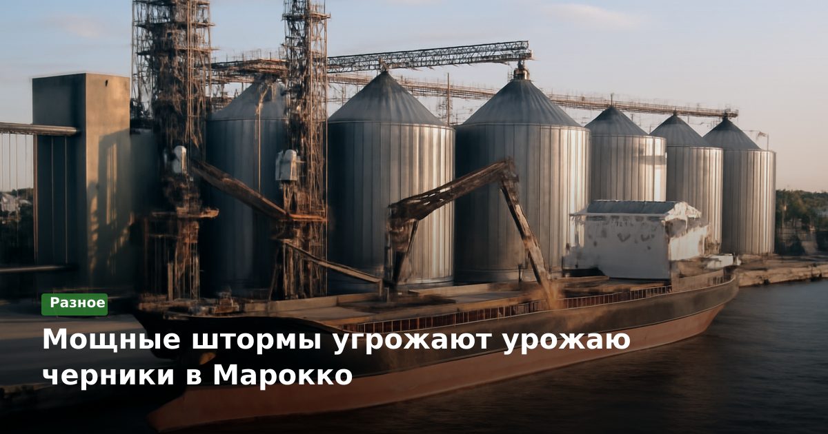 Мощные штормы угрожают урожаю черники в Марокко